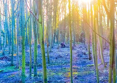 Woodland Walk