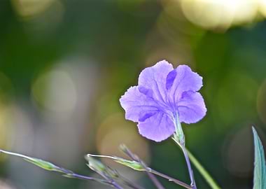 Brittons wild petunia 1