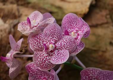 Moth Orchids