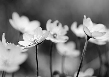 Anemone hepatica II BW