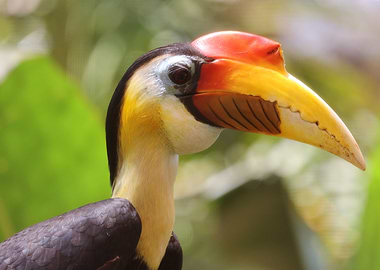 The Hornbill