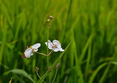 Flor Sebaco en Par 1