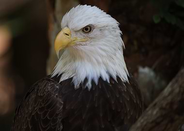 The American Bald Eagle