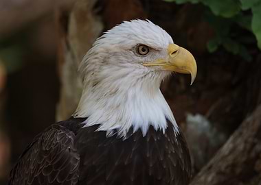 American Bald Eagle
