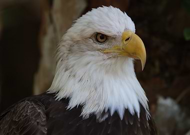 American freedom fighter