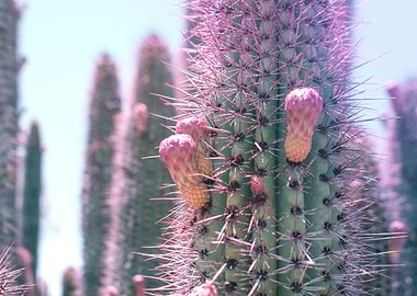 Prickly Cactus in Pink