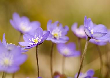 Anemone hepatica II