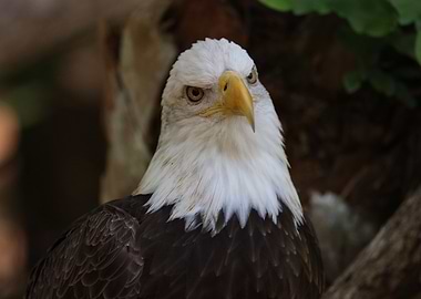 American Bald Eagle