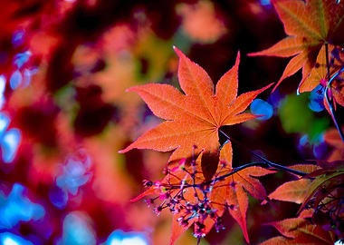 Cherry Blossom leaf flower