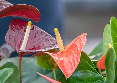 red anthurium in the vase