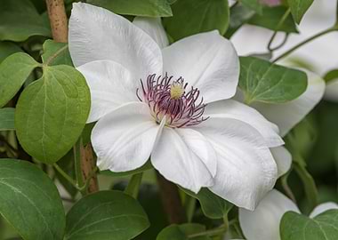 clemantis flower in bloom