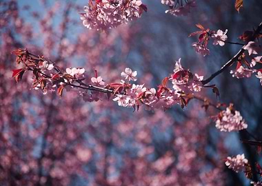 Cherry blossoms II
