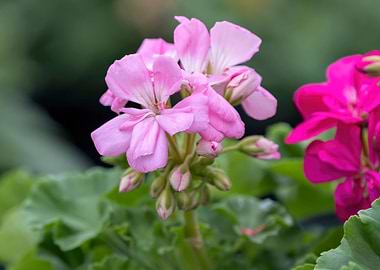 geranium in bloom