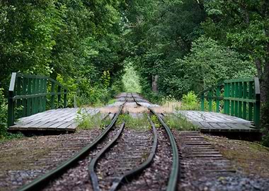 Forest Railroad