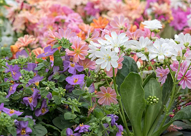lewisia flower in bloom