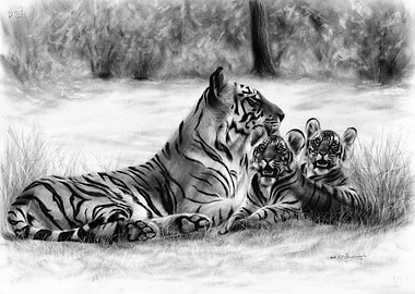 Bengal Tigers