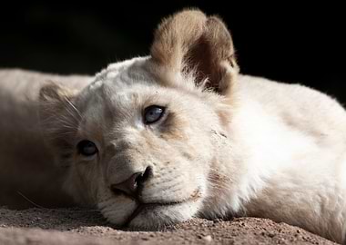 Baby Lion