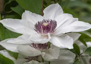 clemantis flower in bloom