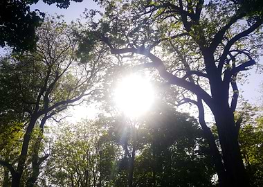 Sunshine at a Forest