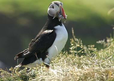 Puffin gone fishing