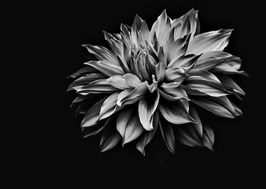 White Flower In Dark