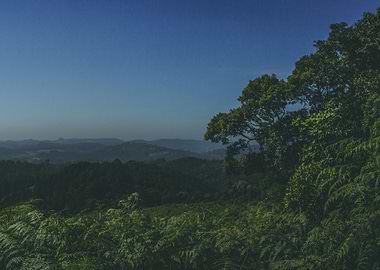 Forest Skyline piece 2