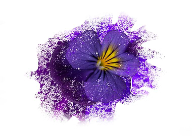 Purple pansy with paint sp