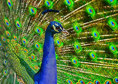 The Majestic Peacock