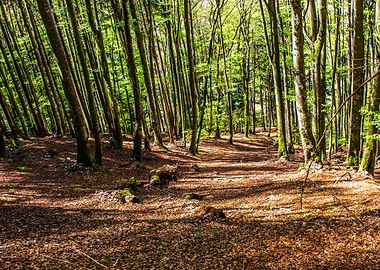Forest Hike Switzerland