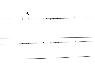 Birds on a Wire