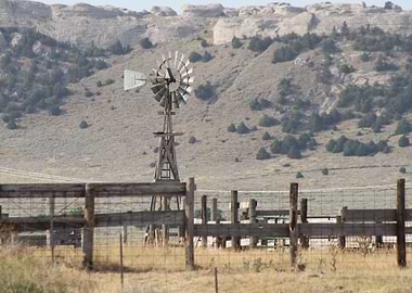 Wild animal portrait