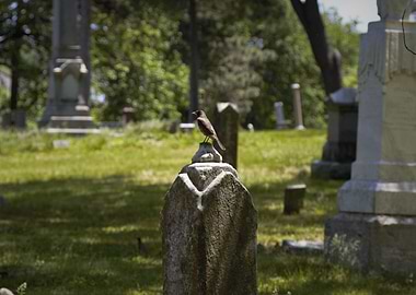 Bird in a cemetery