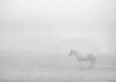 A Horse In The Mist