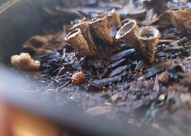 Cone Fungus Focus