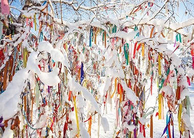 Colourful Snowy Tree