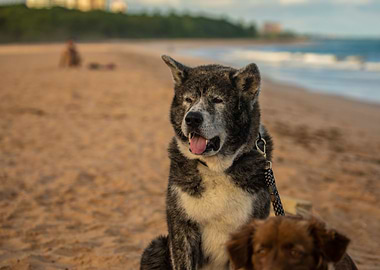 Dog at the beach