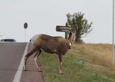 Wild animal in Colorado