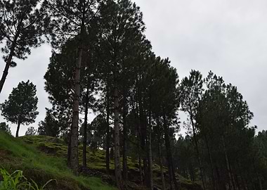 beauty of the forest