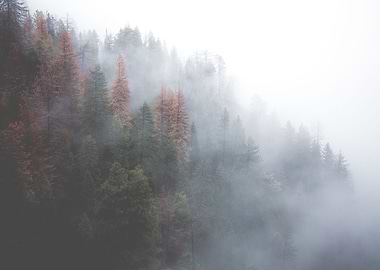 Misty Forest