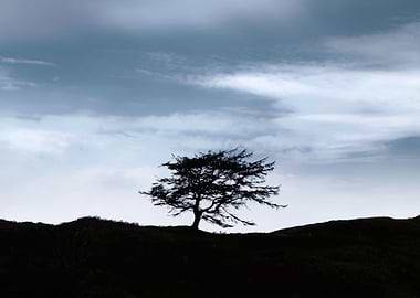 lone tree