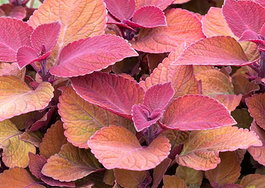 decorative leaves