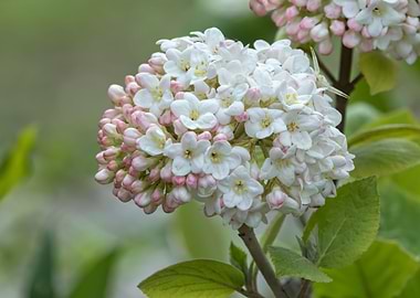 flower in the garden