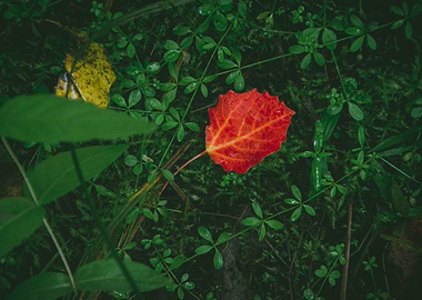 Red leaf