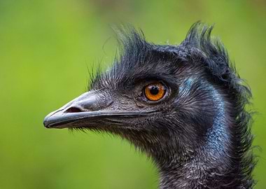 Emu