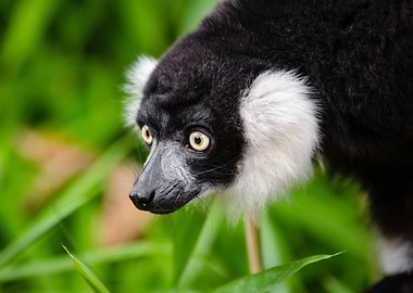 Lemur
