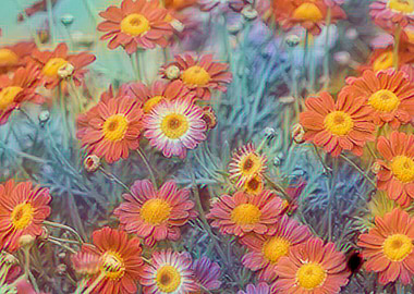 abstract daisy in bloom