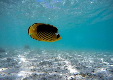 butterfly fish