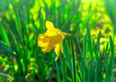 Daffodils at Springtime
