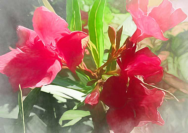 Pink Oleander