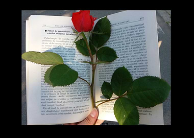 Rose on book